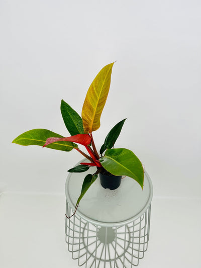 Philodendron Sun Red | Furl