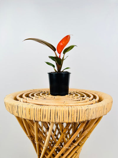 Philodendron Sun Red | Furl
