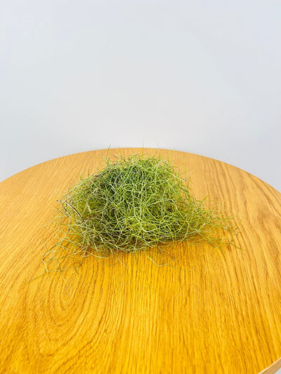 Spanish Moss | Furl